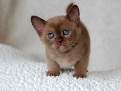 Stunning Burmese Kittens