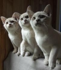 tidy Burmese kittens Accredited