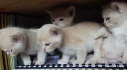Adored Burmese kittens trusty