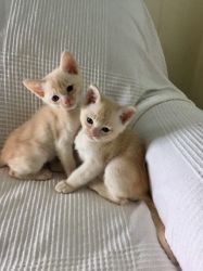 Beautiful Cream Burmese Kittens For Sale.