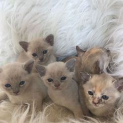 Super Burmese Kittens