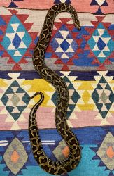 Adult female Burmese python