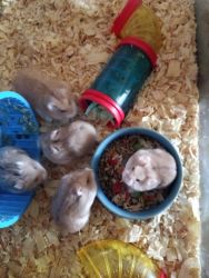 I want to sell dwarf hamsters I have a lot of them
