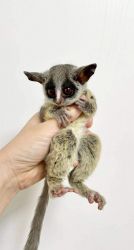 Bush babies with all documents