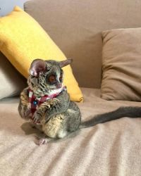 Galago bush babies for rehoming