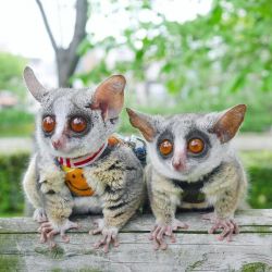 Bush babies for sale in USA