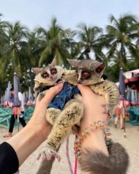 Male and Female bush babies for sale