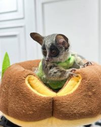Galago bush baby for sale