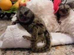 Adorable male and female Sweet Marmoset Monkey for rehoming contact a