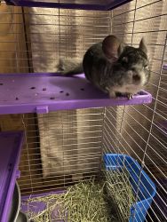 One male and one female chinchilla for adoption.