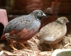 Rehoming 1 make Buttonquail
