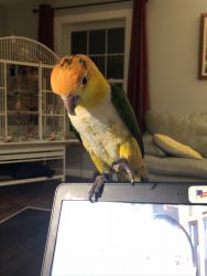 Caique needs rehoming
