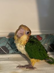 Baby Whitebellied Caique