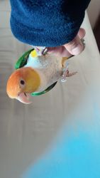 5 year old white bellied Caique for sale.