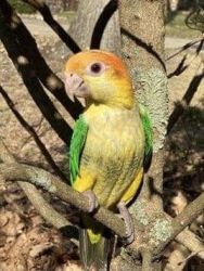 Baby white belly caique for sale