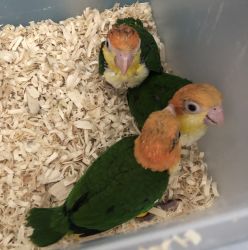 White Bellied Caiques Babies