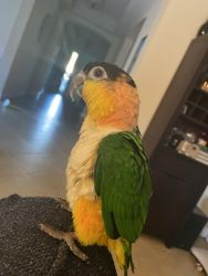 Beautiful juvenile Caique Parrot