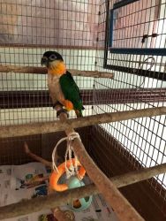 Baby black- headed caique for sale