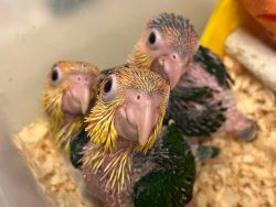 Baby White/bellied Caiques