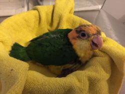 White bellied caique baby