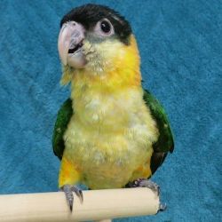 Looking for a black headed caique