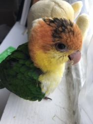 Caique Baby Parrots