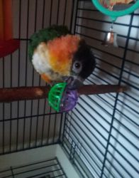 Looking for a black headed caique