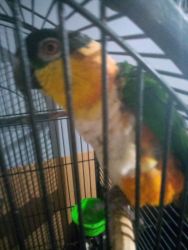 Pending Caique 2 years old