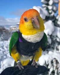 White-Bellied Caique for Sale