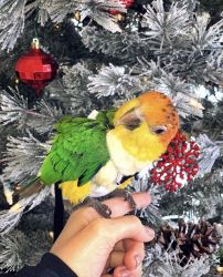 White-Bellied Caique for sale