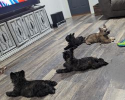 Male Cairn Terriers