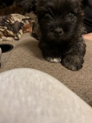 1 adorable male cairn terrier