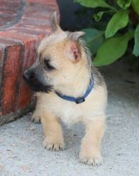 Gorgeous Cairn Terrier puppies
