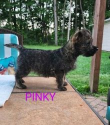 Cairn Terrier puppies AKC Registered