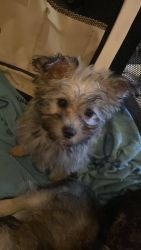 Cairn Terrier/Toy Poodle for SALE!