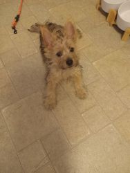 Cairn terrier puppy for sale