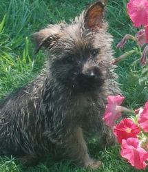 Cute Cairn Terrier puppies for sale .