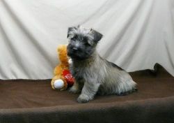 Cairn Terrier Puppies for Sale
