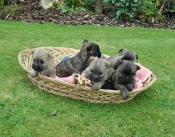5 Adorable Cairn Puppies