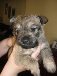 Akc Cairn Terrier (toto)