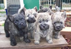 Beautiful Cairn Terrier puppies