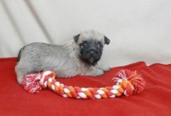 Sweet Cairn Terrier Puppies for Sale