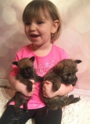 Akc M/f Cairn Terrier Puppies For Sale