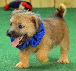 Fresh looking Cairn Terrier for sale