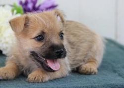 Unique Cairn Terrier puppies