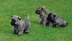 Cairn Terrier Puppies Akc Reg.