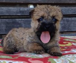 Vet-check Cairn Terrier Puppies