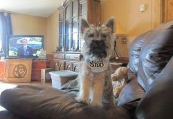 Outstanding Cairn Terrier Puppies For Sale
