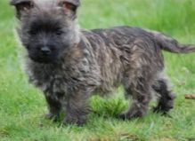 Litter of Cairn Terrier puppies