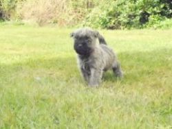 Kc Reg Cairn Terrier Puppies For Sale
